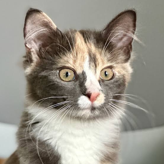 Cat for sale